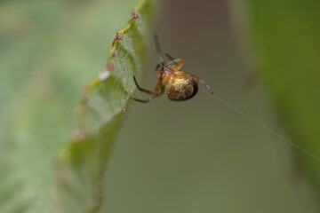 Spider creating a web.