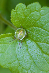 close up view a small green 3rd instar nymph green shield bug well camouflaged on a green leaf