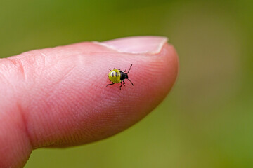 a small black and green 2nd instar nymph green shield bug on a finger for size comparison