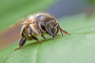 front macro of a honeybee at eye level with green background