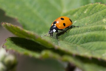 Ladybird walking along a green leaf.