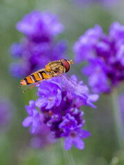 an orange black marmelade hoverfly with large red compound eyes flies towards the purple blossoms of lavender in the sunlight