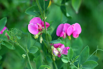 Lathyrus tuberosus grows in the field among the grasses in summer