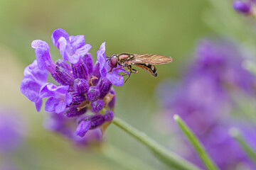 an orange black marmelade hoverfly with large red compound eyes on the purple blossoms of lavender in the sunlight