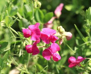 Fototapeta premium Lathyrus tuberosus grows in the field among the grasses in summer