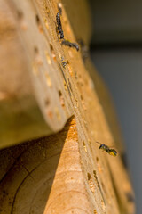 a wild bee heriades flies to her nest hole while a parasitic wasp sapygidae lurks nearby, waiting...
