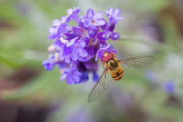 an orange black marmelade hoverfly with large red compound eyes on the purple blossoms of lavender in the sunlight