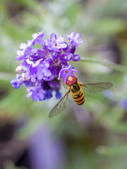 purple blossoms of lavender with a pollen stamp in the shape of a heart on which sits a marmalade hoverfly with large red faceted eyes