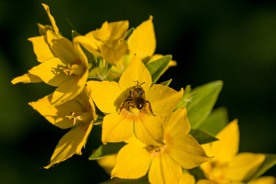 the edible lysimachia punctata in sunlight, also known as spotted loosestrife or golden loosestrife with a wild bee on the blossom