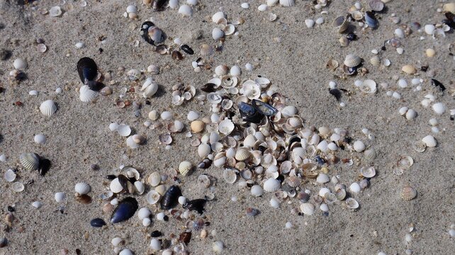 Close-up of seashells scattered on sandy beach. Natural marine background with different types of shells, creating a peaceful coastal scene.