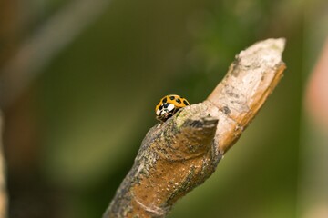 Ladybird on a tree branch.