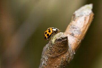 Ladybird on a tree.