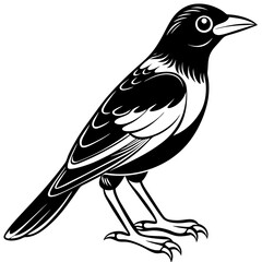 Obraz premium Magpie illustration isolated on white background in black and white