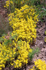 Caustic stonecrop (Sedum acre) grows in the wild