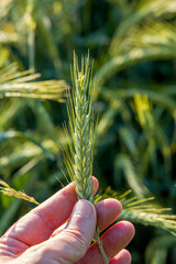 a farmer's hand examines the still green ear of rye in the sunlight