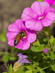 a western honeybee (Apis mellifera) in the pink blossom of the petunia in the sunlight