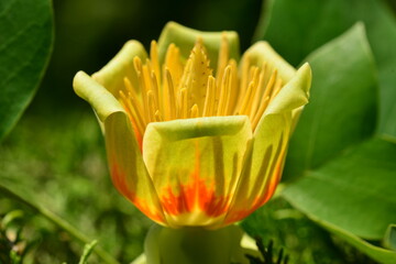 Liriodendron tulipifera Series Featuring Tree, Flower, Leaf, Fruit, and Seed

