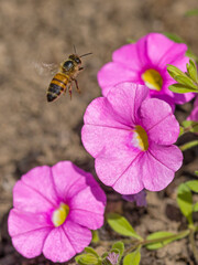 a western honeybee (Apis mellifera) in flight near a pink petunia in the sunlight