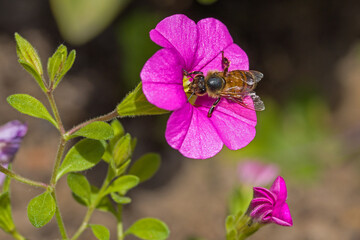 a western honeybee (Apis mellifera) in the pink blossom of the petunia in the sunlight