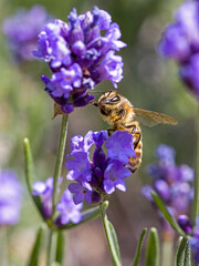 a western honeybee (Apis mellifera) on a violet lavender in the sunlight