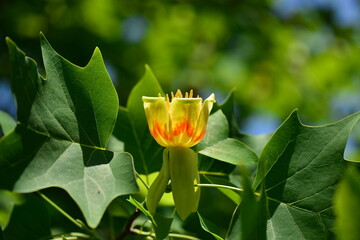 Liriodendron tulipifera Series Featuring Tree, Flower, Leaf, Fruit, and Seed


