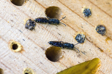 two parasitic wasps Sapygidae at the nest hole of a wild bee Heriades