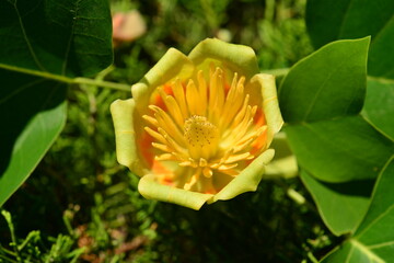 Liriodendron tulipifera Series Featuring Tree, Flower, Leaf, Fruit, and Seed

