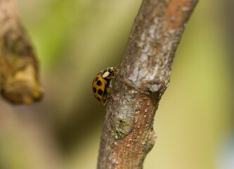 Ladybird on twig.