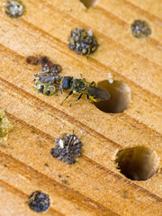 a small black wild bee heriades with yellow pollen on its belly at an insect hotel while closing the nesting cavity with small stones in the sunlight