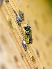 a small black wild bee heriades with yellow pollen on its belly at an insect hotel while closing the nesting cavity with small stones in the sunlight