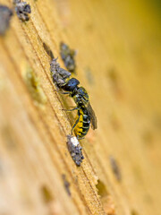 a small black wild bee heriades with yellow pollen on its belly at an insect hotel while closing the nesting cavity with small stones in the sunlight