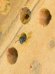 close-up view a young wild bee heriades looks out of the wooden nesting box