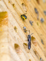 a wild bee heriades fills her nest hole while a parasitic wasp sapygidae lurks nearby, waiting to lay its egg