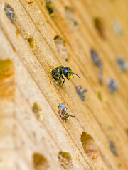 close-up view a young wild bee heriades looks out of the wooden nesting box