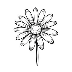 Elegant Daisy Flower Outline Drawing for Coloring Book or Botanical Illustration