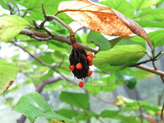 Magnolia sieboldii Series Featuring Flower, Leaf, Bud, Bark, and Fruit

