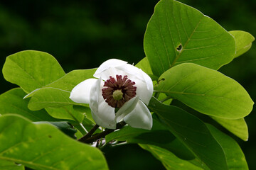 Magnolia sieboldii Series Featuring Flower, Leaf, Bud, Bark, and Fruit

