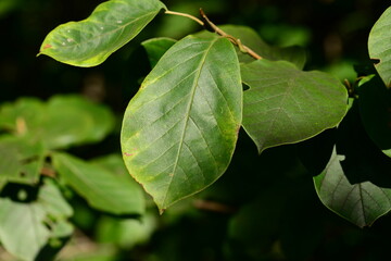Magnolia sieboldii Series Featuring Flower, Leaf, Bud, Bark, and Fruit

