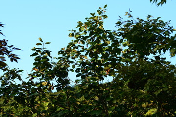 Magnolia sieboldii Series Featuring Flower, Leaf, Bud, Bark, and Fruit

