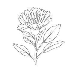 Calendula Flower Outline Drawing