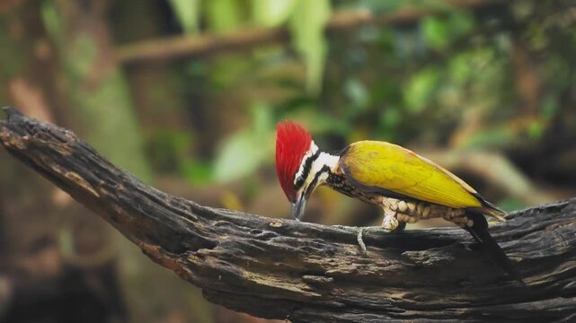 Common Flameback - Dinopium javanense - or Goldenback is a bird in the family Picidae, found in Bangladesh, Brunei, Cambodia, China, India, Indonesia, Laos, Malaysia, Singapore, Thailand, Vietnam.