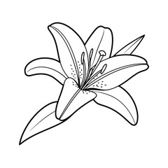 Elegant Lily Flower Line Art Illustration for Coloring Book or Design