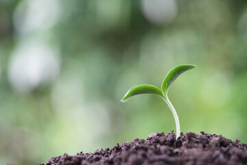 Small autumn pumpkin sprout with water droplets macro focus