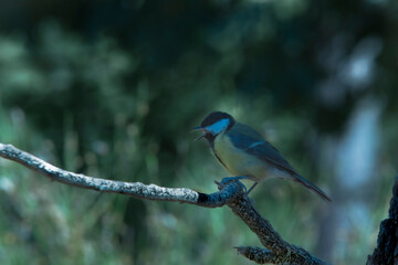 Cool-toned artistic photo of a great tit mid-call in nature.