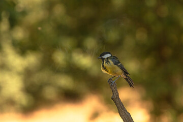 Great tit in a strong pose, feathers ruffled, on a branch tip.