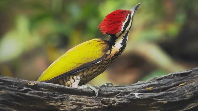 Common Flameback - Dinopium javanense - or Goldenback is a bird in the family Picidae, found in Bangladesh, Brunei, Cambodia, China, India, Indonesia, Laos, Malaysia, Singapore, Thailand, Vietnam.