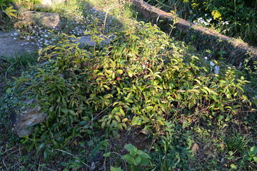 Schisandra sphenanthera Series Showing Fruits, Seeds, Leaves, and Vines

