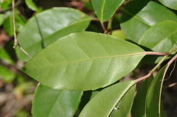 Schisandra sphenanthera Series Showing Fruits, Seeds, Leaves, and Vines


