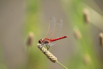 dragonfly on a branch