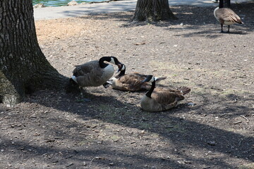 Obraz premium adult Canada geese resting on sun-dappled earth on hot sunny summer day